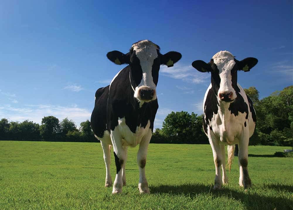 yawa_Dairycows4