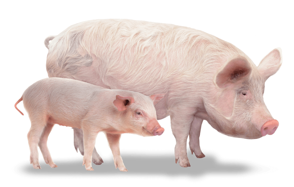A pig and piglet side by side