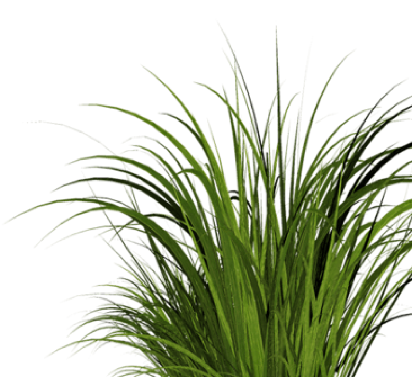 A tuft of grass