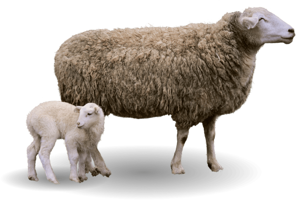 A ewe and a lamb standing side by side